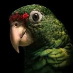 Зоомагазин «Чик-чирик»