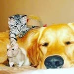 Сеть магазинов «Зоомир»