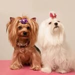 Зоосалон «Время груминга»